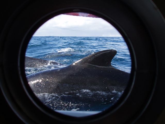  The males can weigh well over two tons